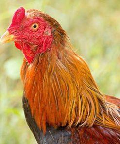 Wheaten Aseel Chicken